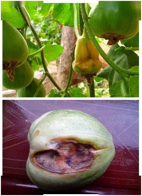 常见果蔬缺钙症状表现大全图文并茂