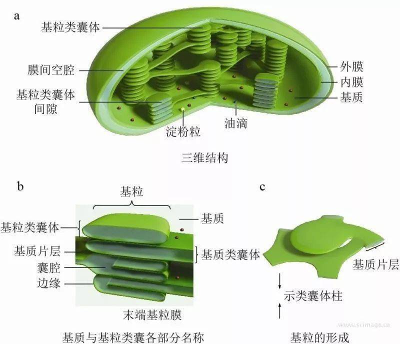 葉綠體超微結構模式圖細胞分級分離圖解真菌細胞模式圖植物細胞亞顯微