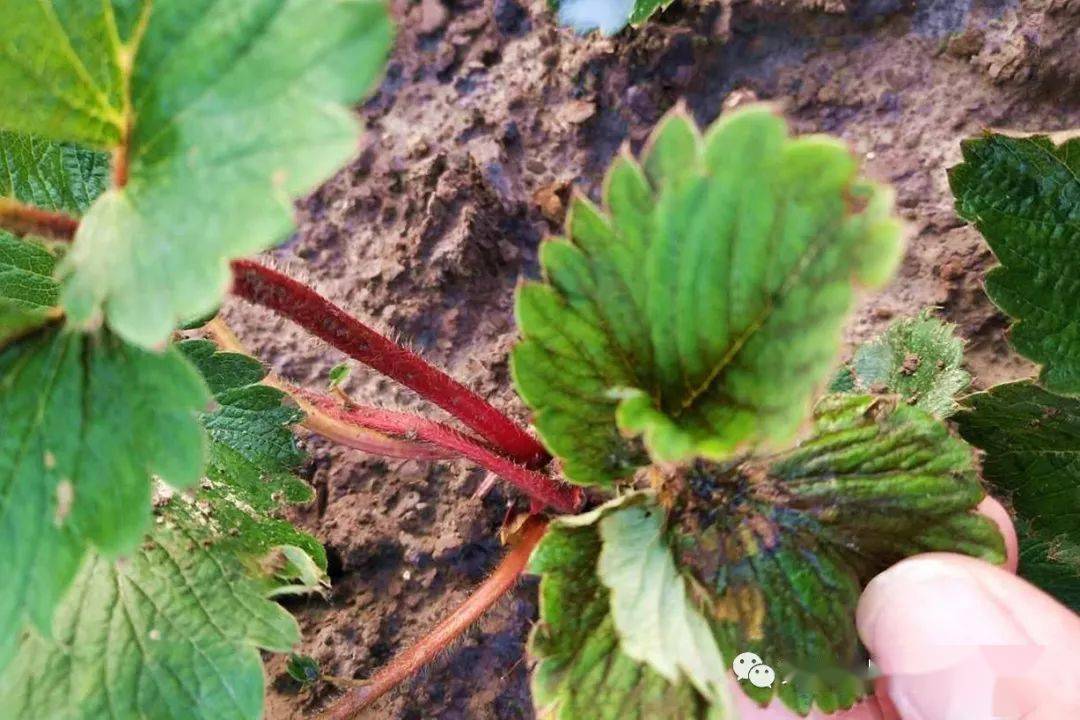 草莓养根,死苗用药配方大汇总!值得收藏!_土壤