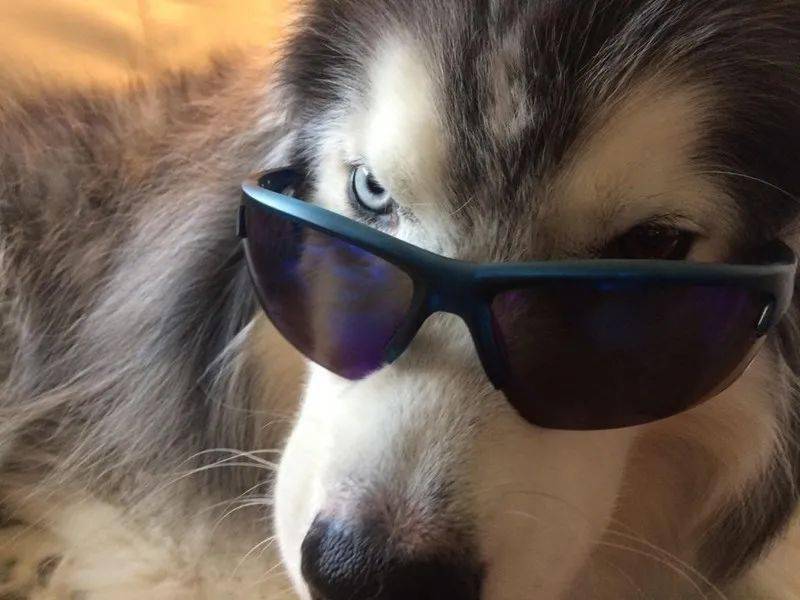 戴眼镜的可爱汪星人不是一般的帅哦