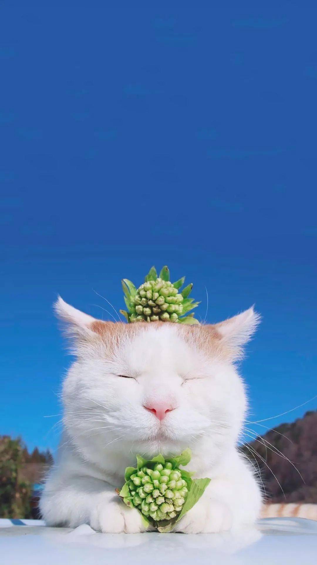 抖音壁纸热门萌宠