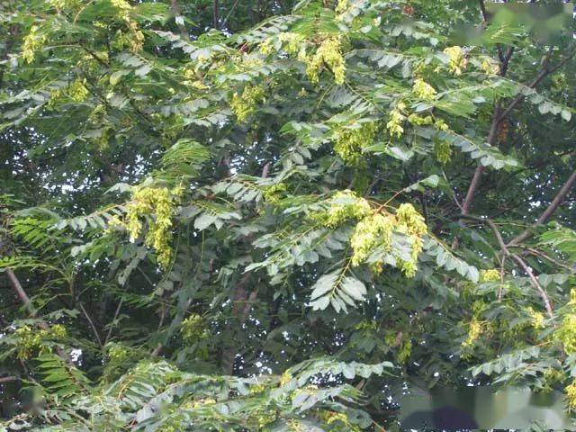 诗经里的植物臭椿上