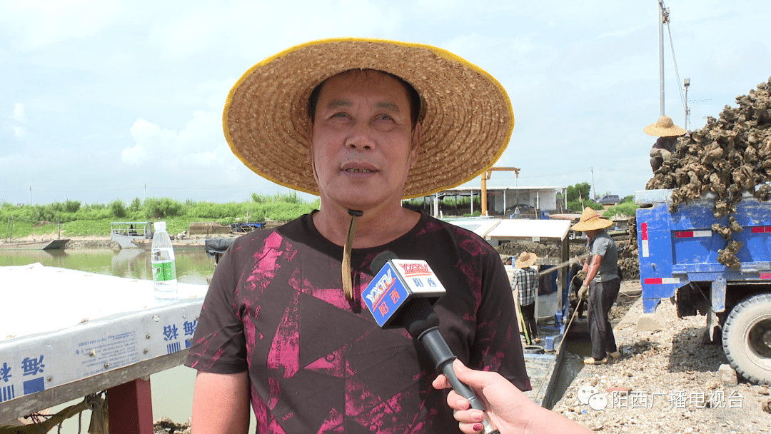 金秋到蚝肥美阳西程村镇红光村大蚝日均上市量达60万斤