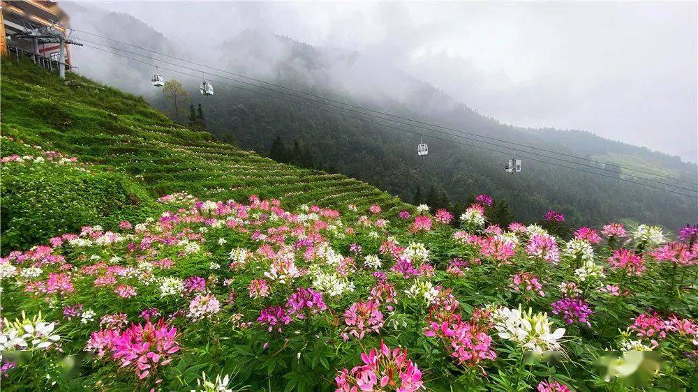 好美,广西藏着一片粉色花海梯田,满山遍野赶紧去看!!_龙胜布