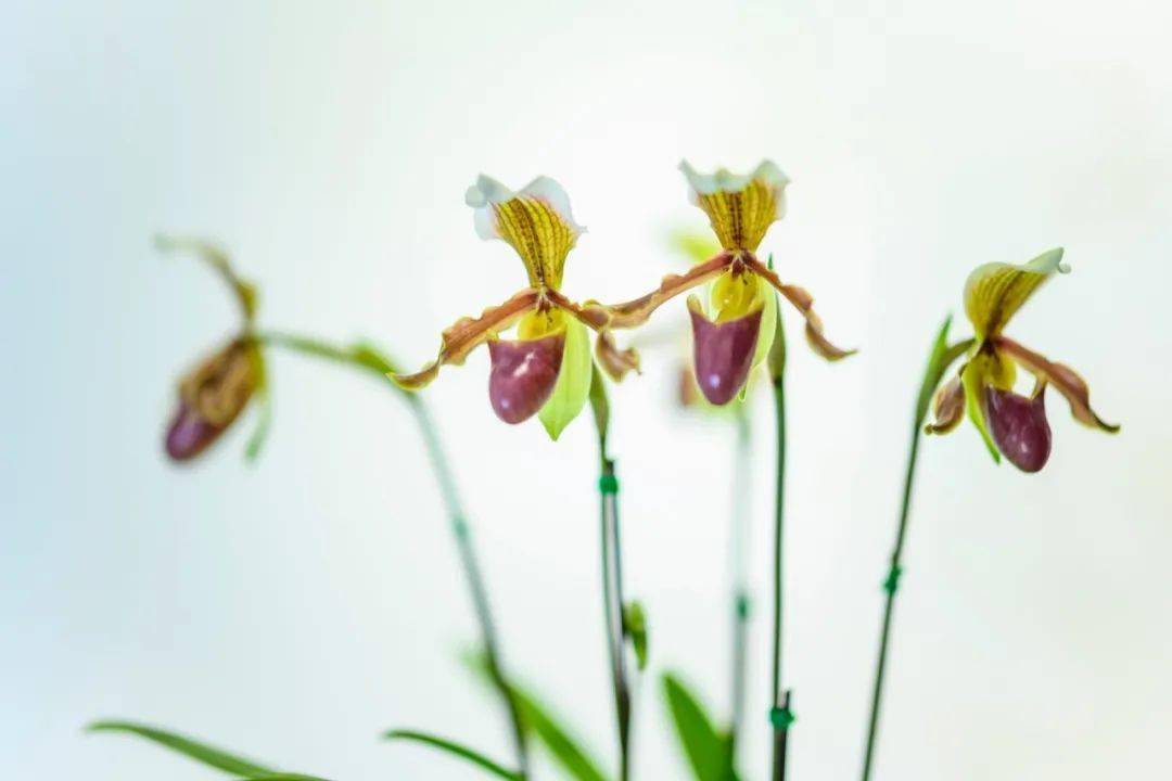 美丽的兰花壁纸来了,快来更新你的屏保吧