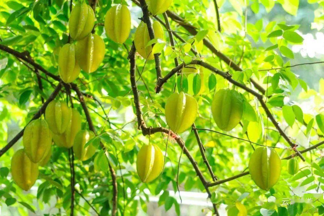 乡村农趣,康养休闲,非遗品鉴,5条精品线路带你漫步云霄~_旅游