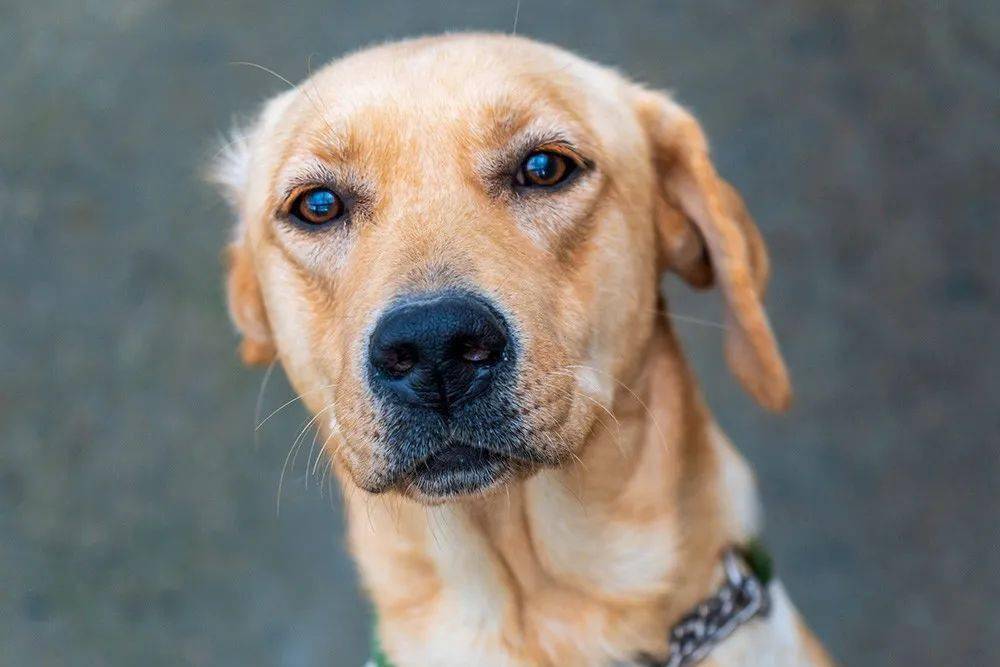 需要訓犬師付出多少心血