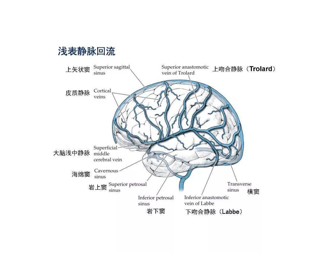 大脑静脉环图片