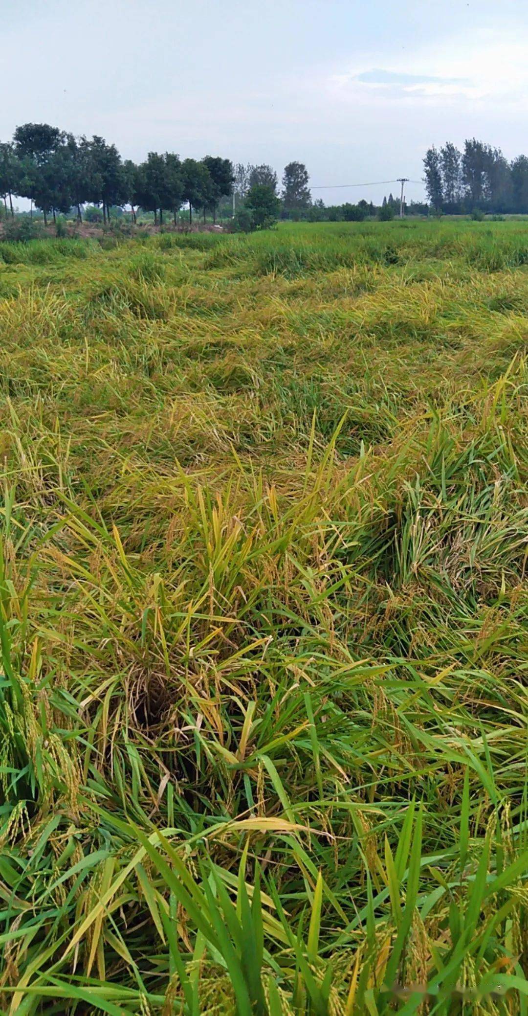 洪灾过后又逢连绵秋雨朱湖抢救倒伏水稻