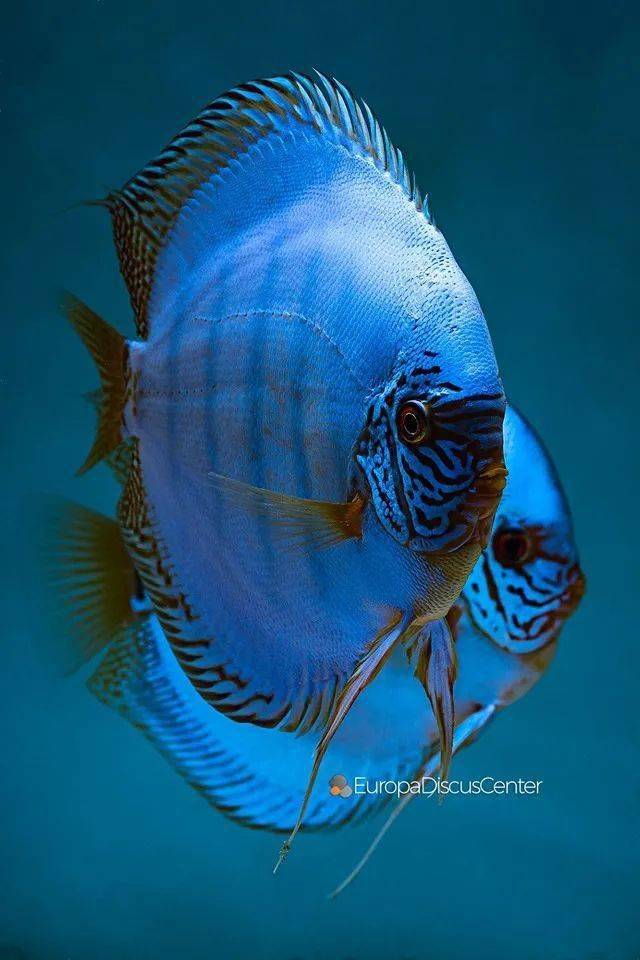 七彩神仙真乃百搭之王放哪都好看就是不能缸太小