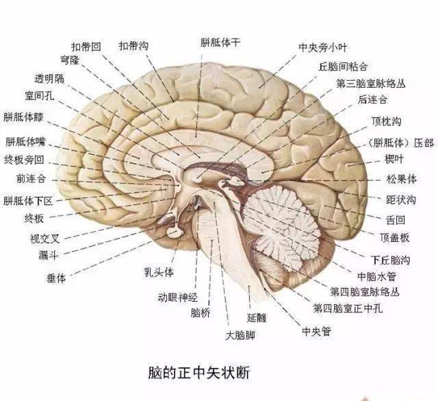 各種剖面圖海馬和穹窿基底核腦島小腦皮質結構神經分佈圖人腦區域圖磁