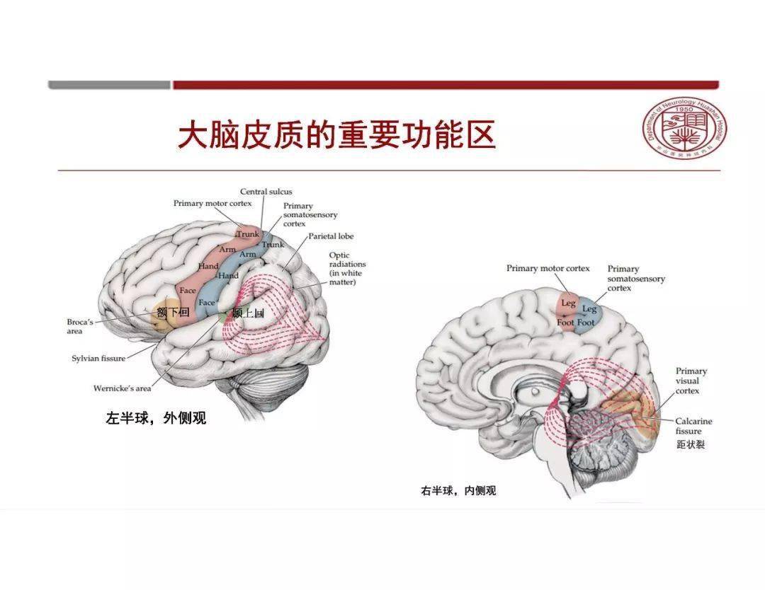 大腦半球血供1但腦與脊髓結構的複雜性決定了其血管組成的複雜性!