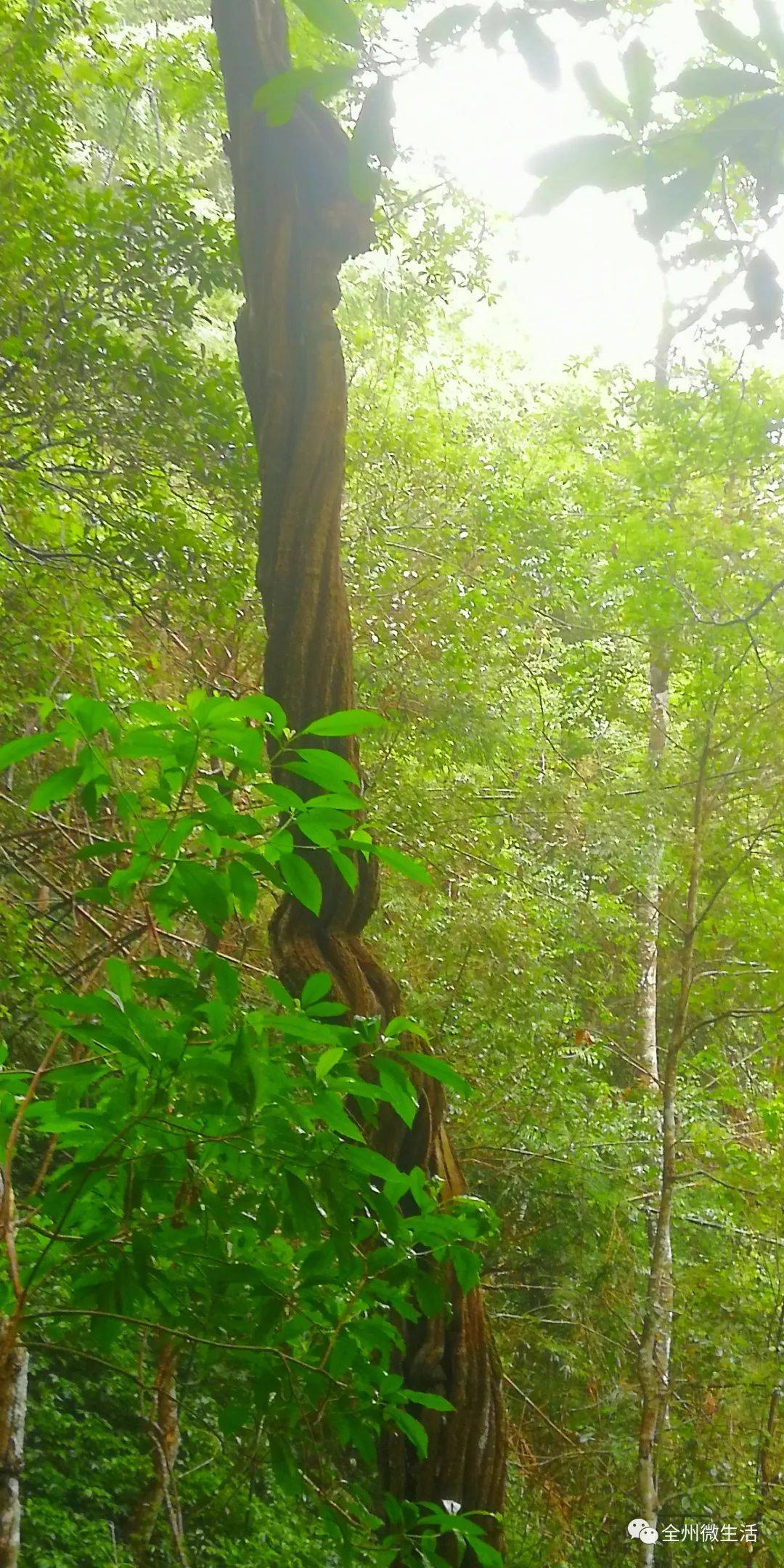 走游全州天湖之上这样的罕见藤树你见过吗