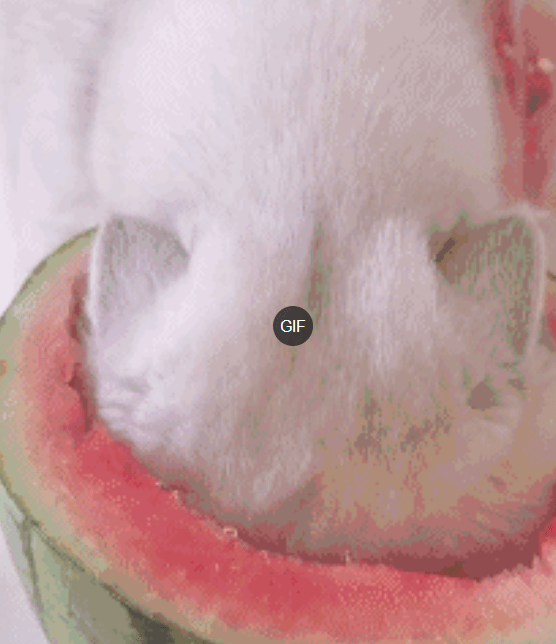 猫咪偷吃西瓜被抓包,表情高冷又傲娇:说好的命都给我,瓜算啥