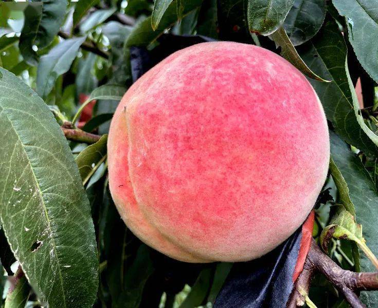 馋哭了民权入秋后的桃王竟长成这样