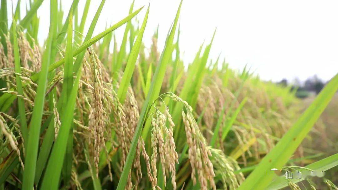 抢收稻谷 颗粒归仓_水稻