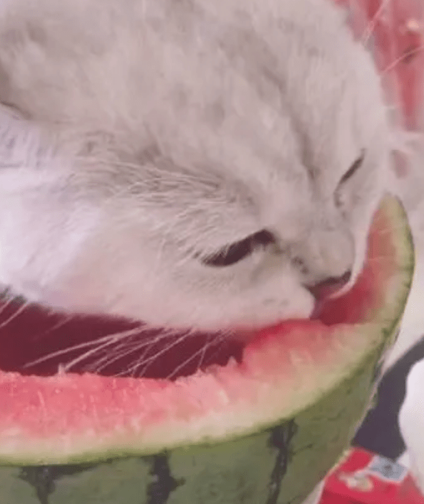 猫咪偷吃西瓜被抓包,表情高冷又傲娇:说好的命都给我,瓜算啥