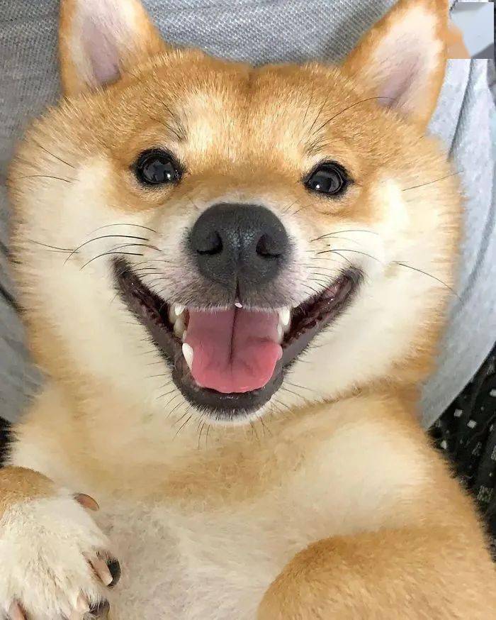 笑脸狗狗图片 表情包图片