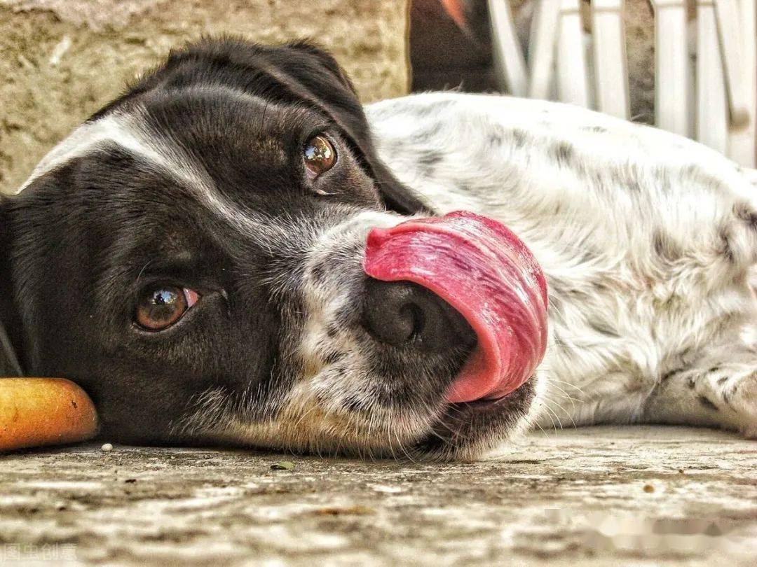 狗狗经常"舔"身上这些地方,是有事要告诉你_手机搜狐网