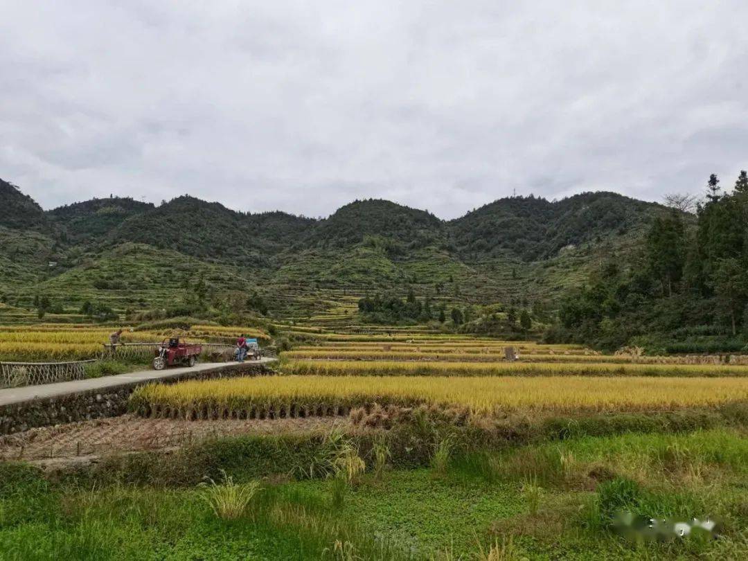 饫餍鹤啸隔空的一声归鸣,卧川方田洋溢的一片金黄.