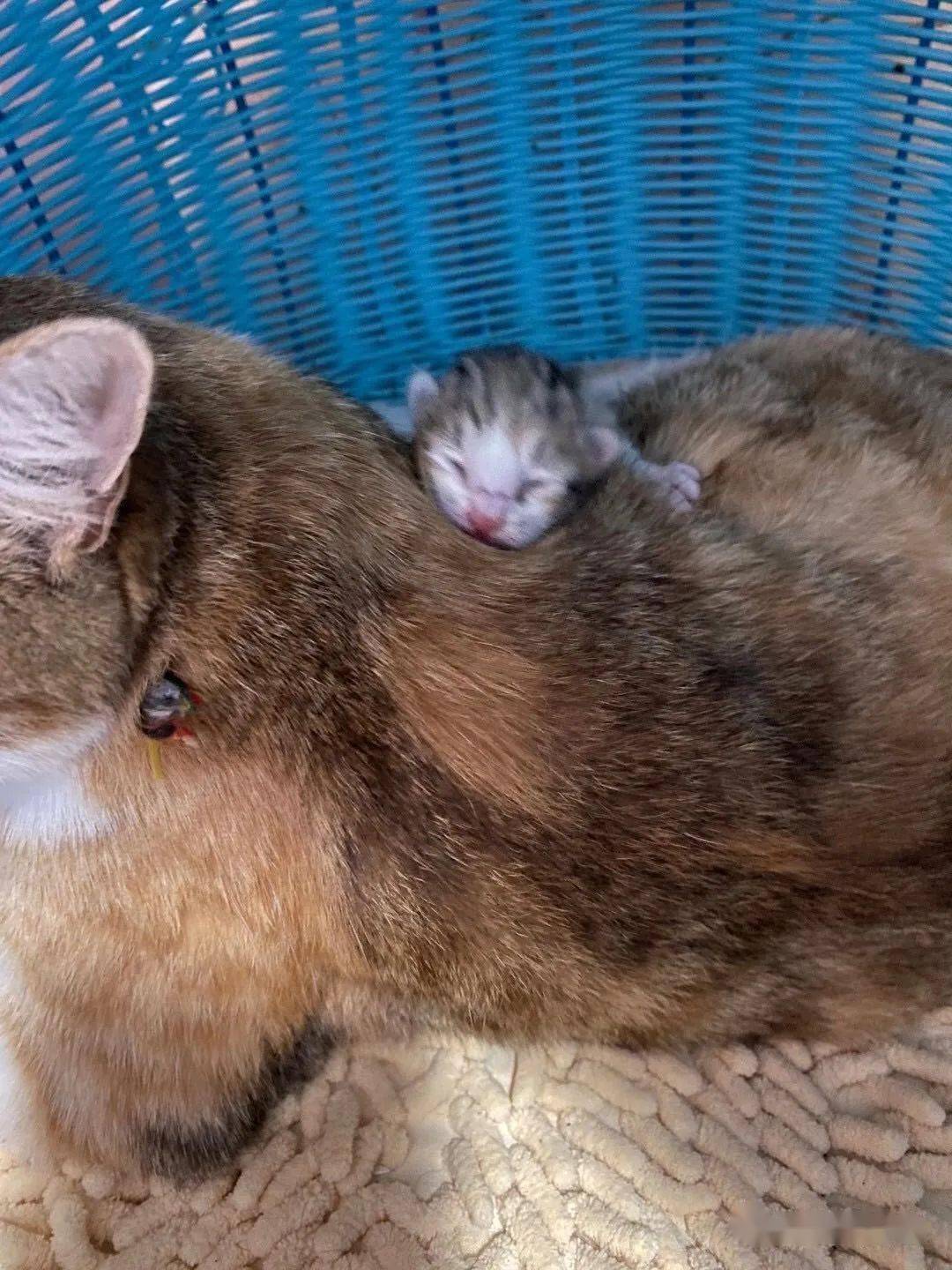 听到流浪猫妈妈的哭泣