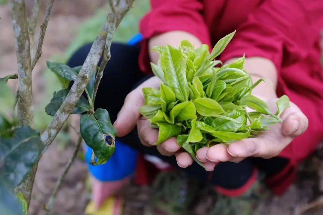 揭秘旧时普洱茶的后发酵_思茅