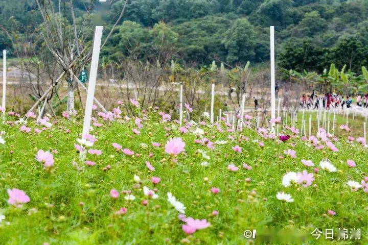 櫻山花谷景區位於廣東省揭西縣京溪園鎮曾大寮村,是以櫻花為主題的