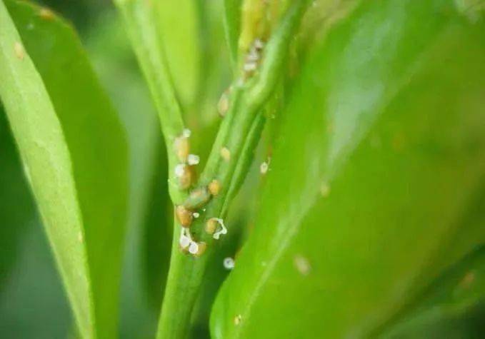 粮食等作物的叶螨,瘿螨,茶黄螨和各种抗性蚜虫,对小菜蛾,菜青虫,潜叶