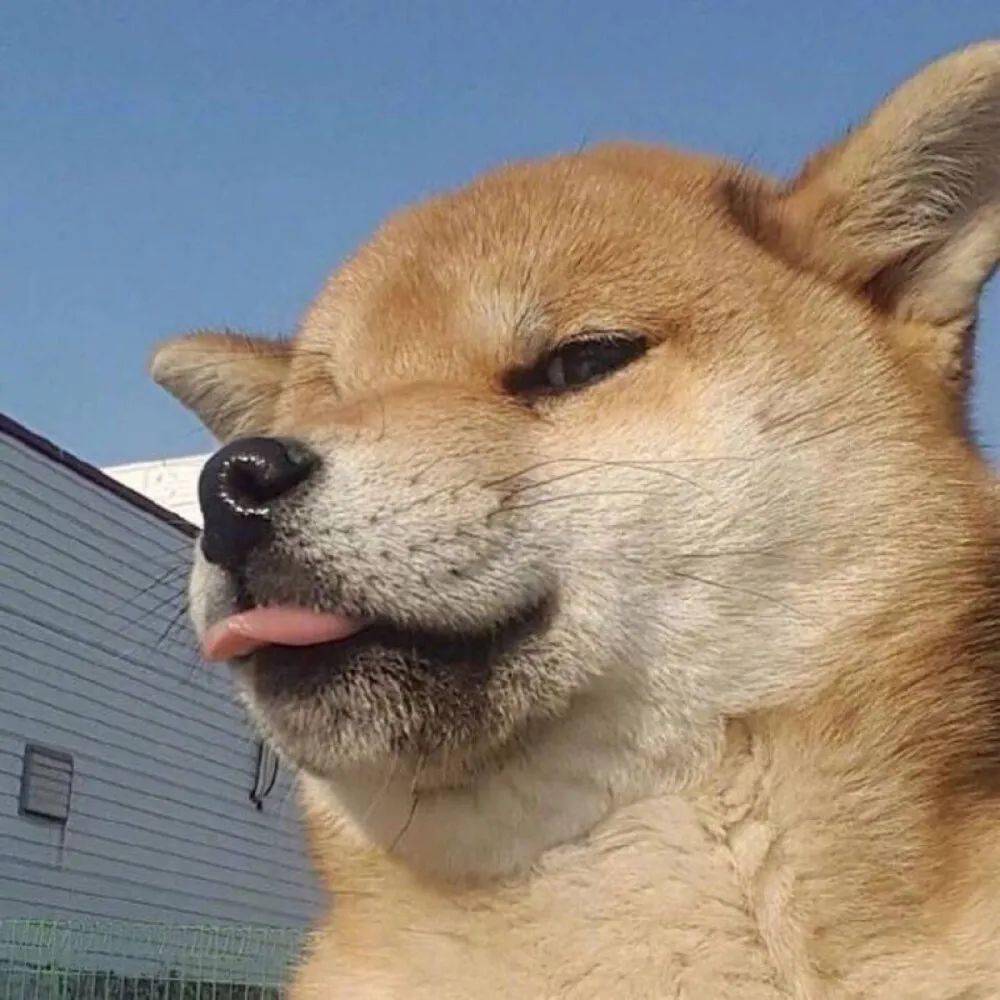 今日精选宠物头像