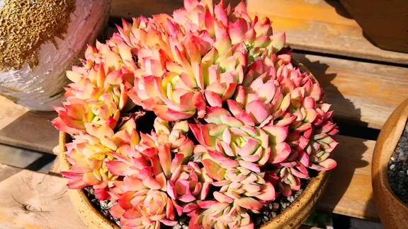 云之南多肉园:绮罗红真的很吸引人,真正的百看不厌!