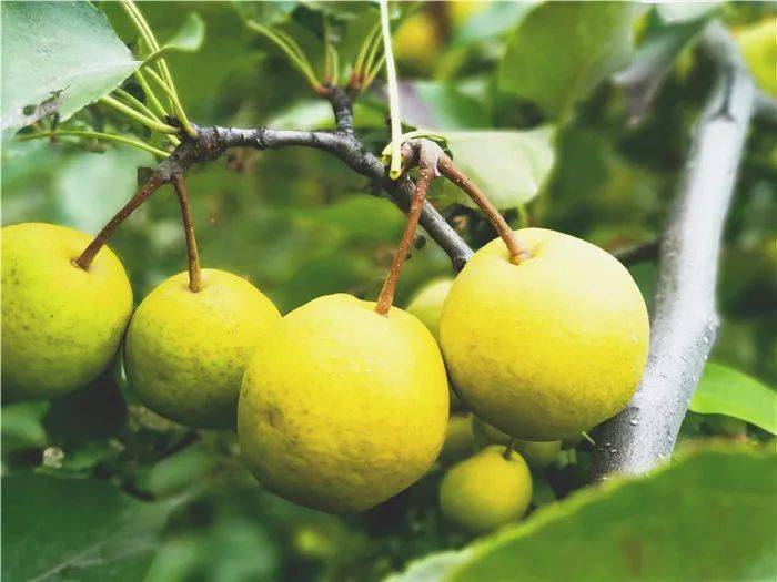 贵德有名的软儿熟了好看又好吃