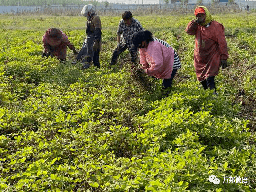 在这里,田园人边学习,边实践酵素自然农法种植,边收获成果,种出优质的