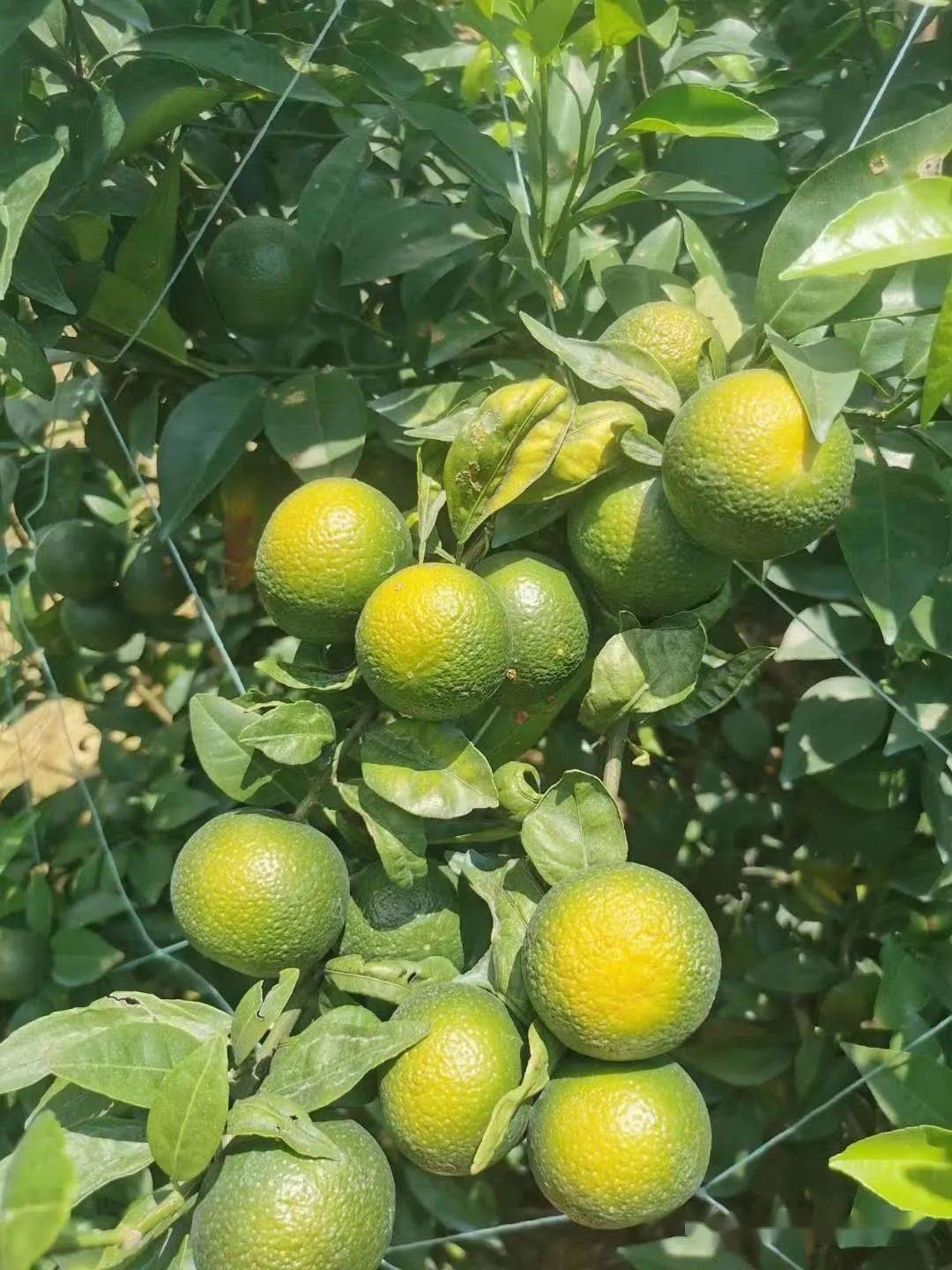 柑桔日灼果防治