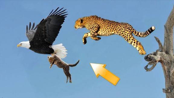 动物界王者的较量 猎豹攻击老鹰