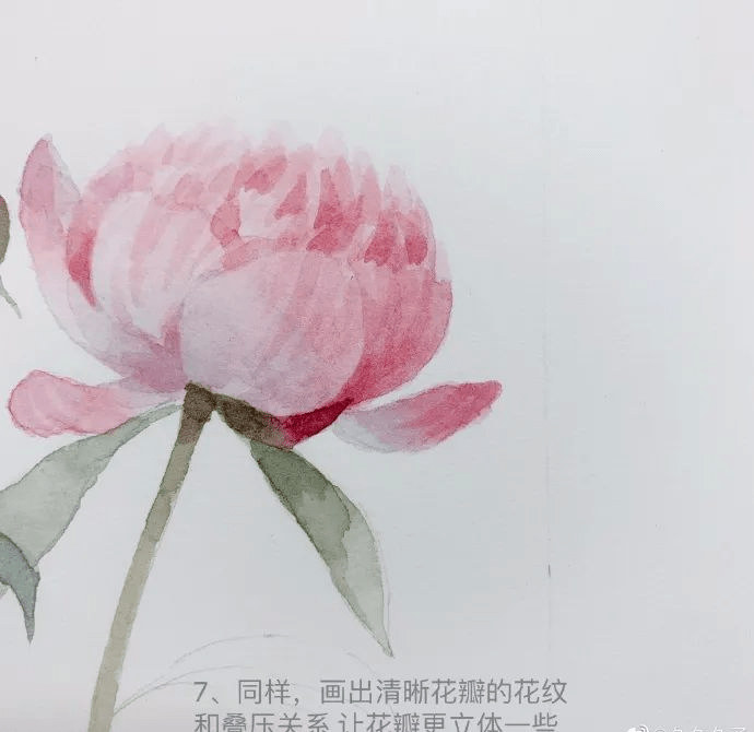 水彩画手绘|淡淡芍药香,水彩芍药详细绘画过程!