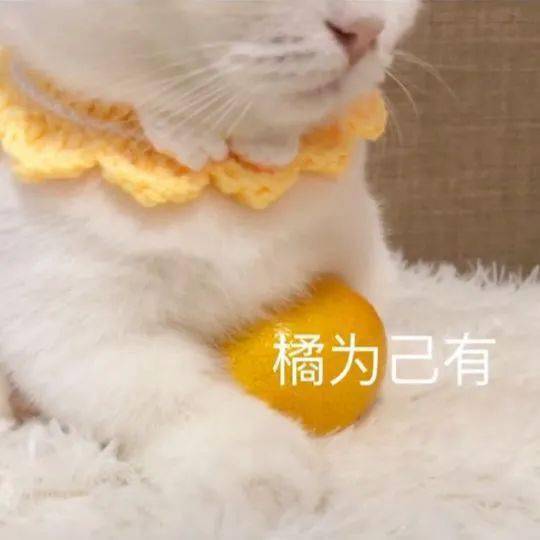 网红猫咪小短腿凸凸大头橘国同庆表情包