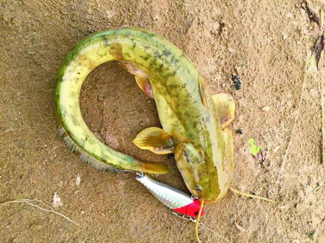 野塘路鲶鱼,作钓手法还是要以挑逗为主……(下)_路亚