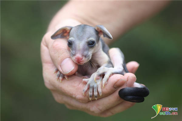 负鼠被车撞后将幼崽藏在育儿袋 幼崽得到好心人救助_澳大利亚