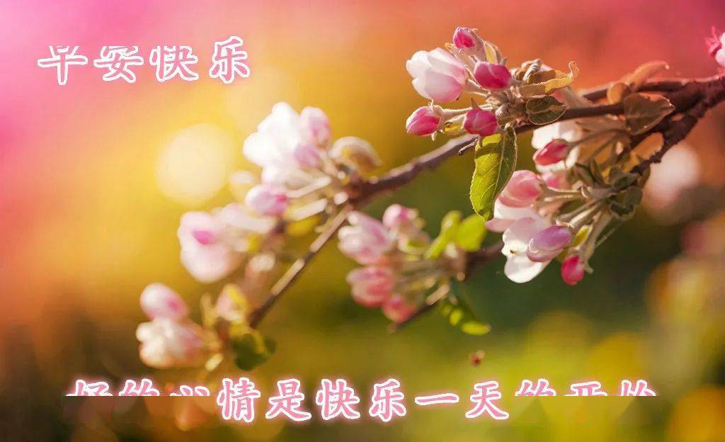 早上好最美鲜花图片带字问候 早上好的第一声祝福