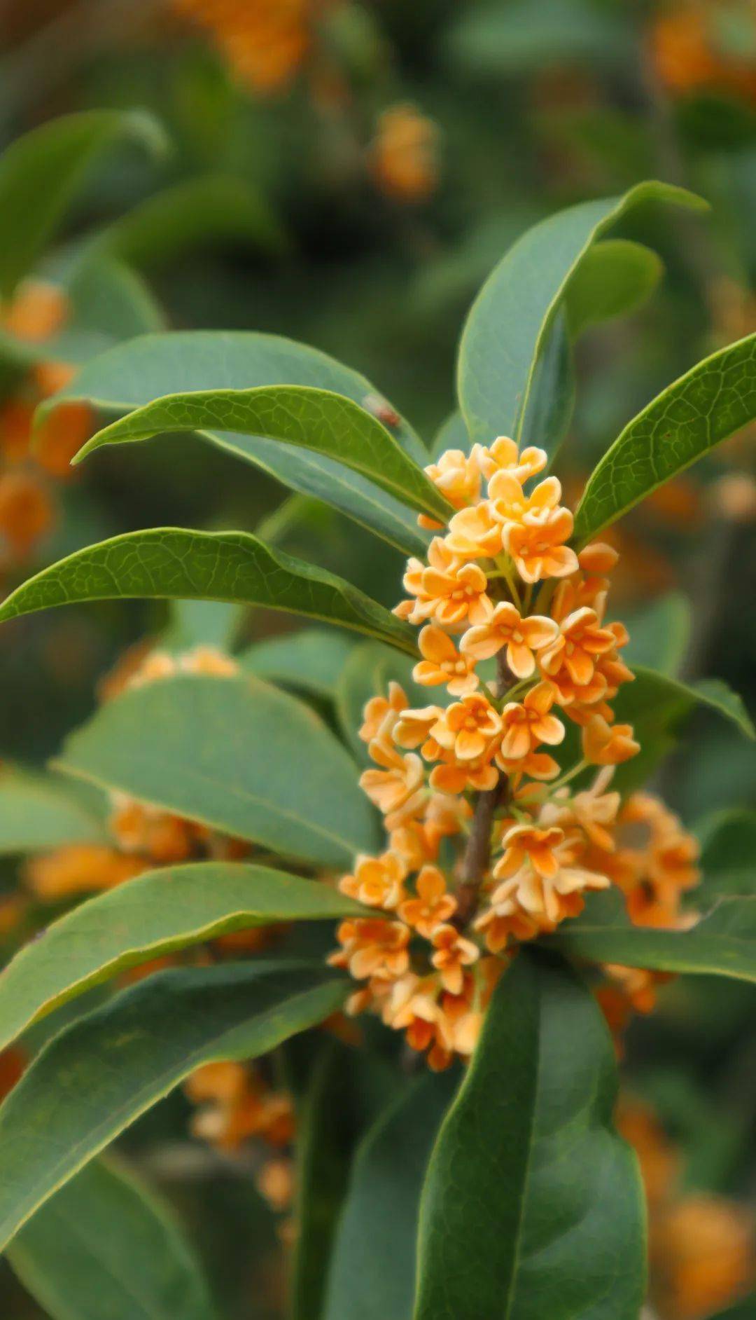 一树木樨满庭芬芳