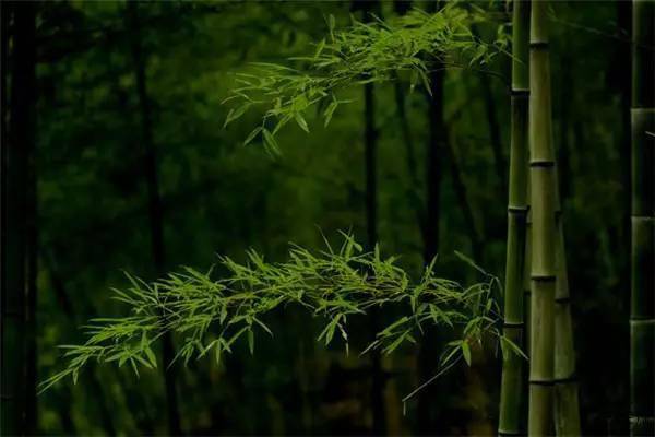 竹韵,禅意生_竹林