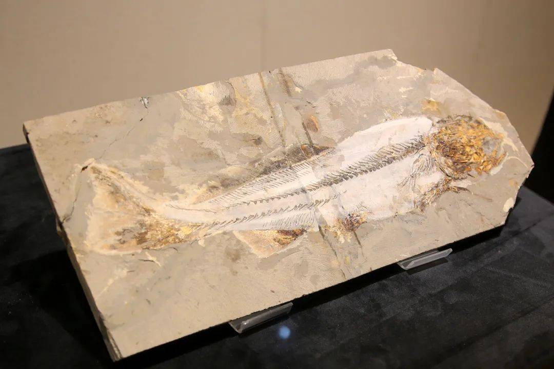 中华鲟鱼化石家中摆放图片