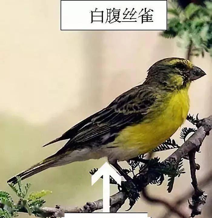 柠檬燕鸟简介图片