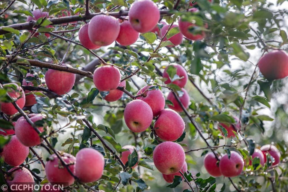 山西平陆:又是一年苹果飘香