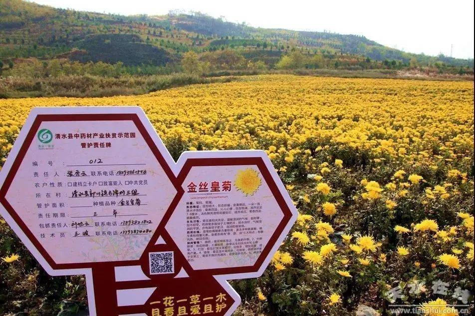 清水千亩菊花园金丝皇菊含苞待放就差你了