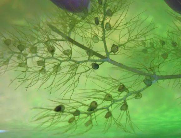 世界上品种最多的食虫植物_狸藻