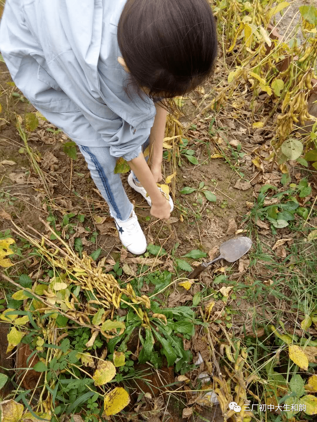 三厂初中国庆假期劳动实践活动掠影