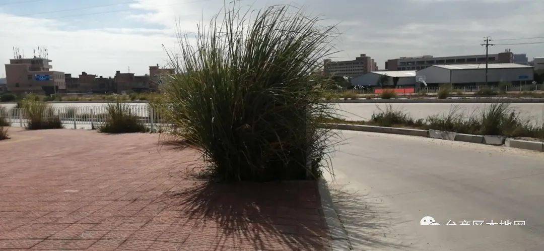 路口拐弯处的草长得很高,影响视线