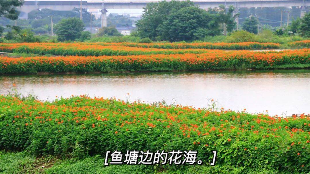 佛山贤鲁岛花开成海!快来约秋天第一场野餐,解锁n种新玩法~_花海