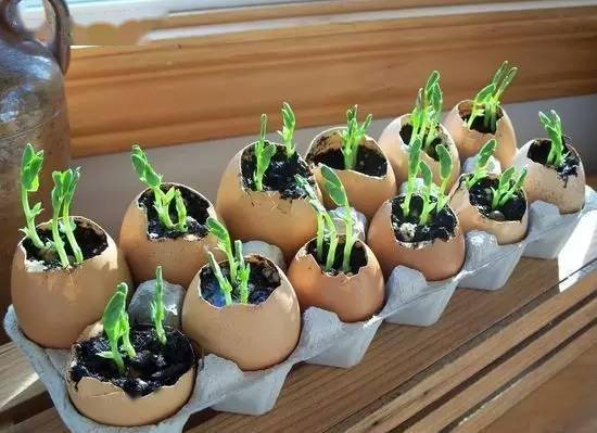 甚至有时候连蛋托都不用拿开 直接在里面种上喜欢的鲜花 种菜 单纯用